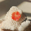 Collar tallado de flores de concha de naranja Natural de nácar, diseño de joyería, piezas de incrustaciones, flor pequeña para uso de pendientes 