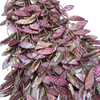 Corte en forma de hoja de nácar Natural para pendientes, diseño de collar para mujer, fabricación de conchas coloridas, frijoles pequeños, cosas bonitas 